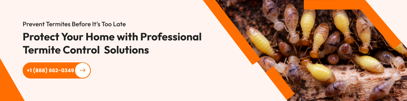 Professional Termite control services